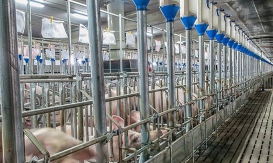 Hog Confinement